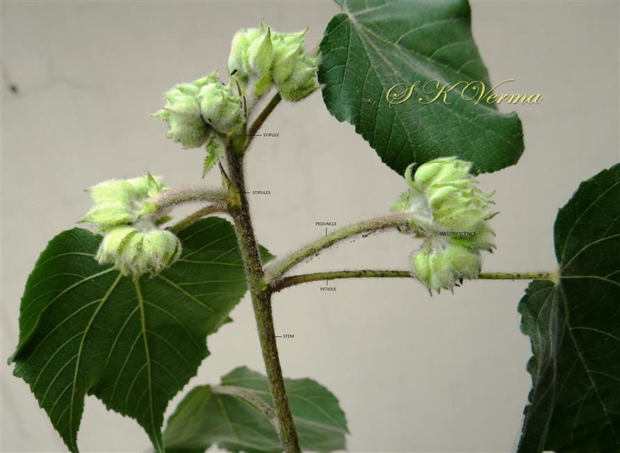  Flowering branch